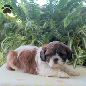 Lillith, Teddy Bear Puppy