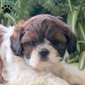 Lillith, Teddy Bear Puppy