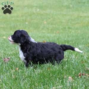 Lilly, Miniature Poodle Mix Puppy