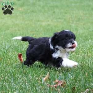Lilly, Miniature Poodle Mix Puppy