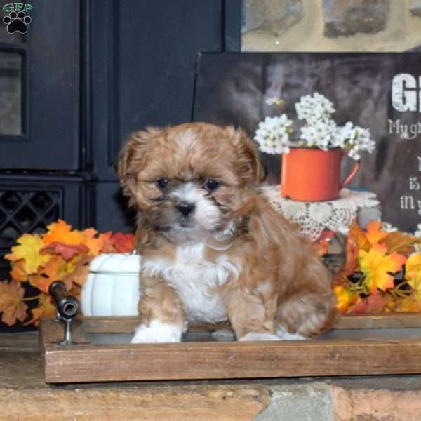 Lily, Shih Tzu Puppy