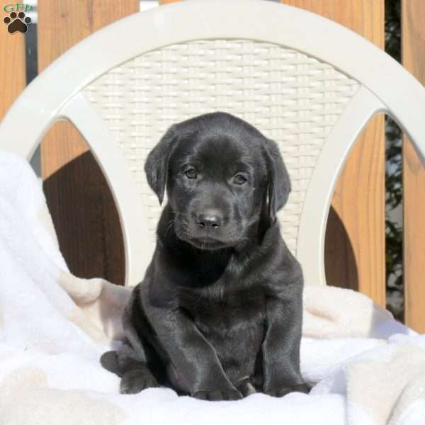 Lily, Black Labrador Retriever Puppy