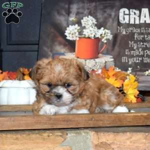 Lily, Shih Tzu Puppy