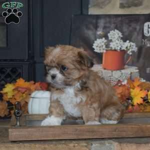 Lily, Shih Tzu Puppy