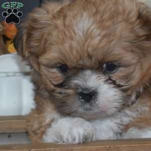 Lily, Shih Tzu Puppy