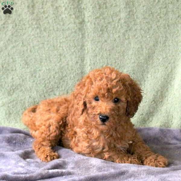 Lindsey, Mini Labradoodle Puppy