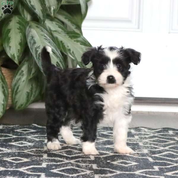Lindsey, Miniature Poodle Mix Puppy