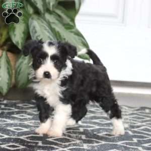 Lindsey, Miniature Poodle Mix Puppy