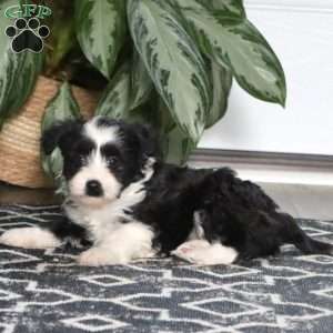 Lindsey, Miniature Poodle Mix Puppy