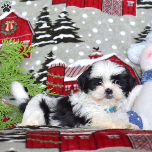 Lindy, Shih Tzu Puppy