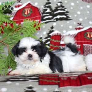 Lindy, Shih Tzu Puppy