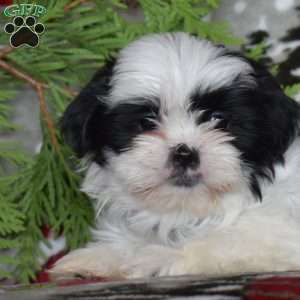 Lindy, Shih Tzu Puppy