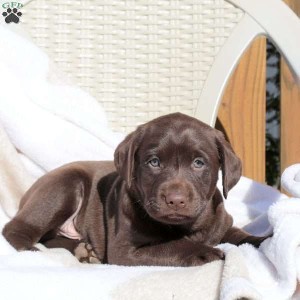 Link, Chocolate Labrador Retriever Puppy