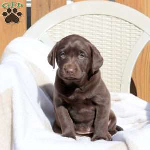 Link, Chocolate Labrador Retriever Puppy