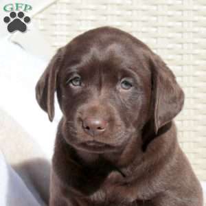 Link, Chocolate Labrador Retriever Puppy