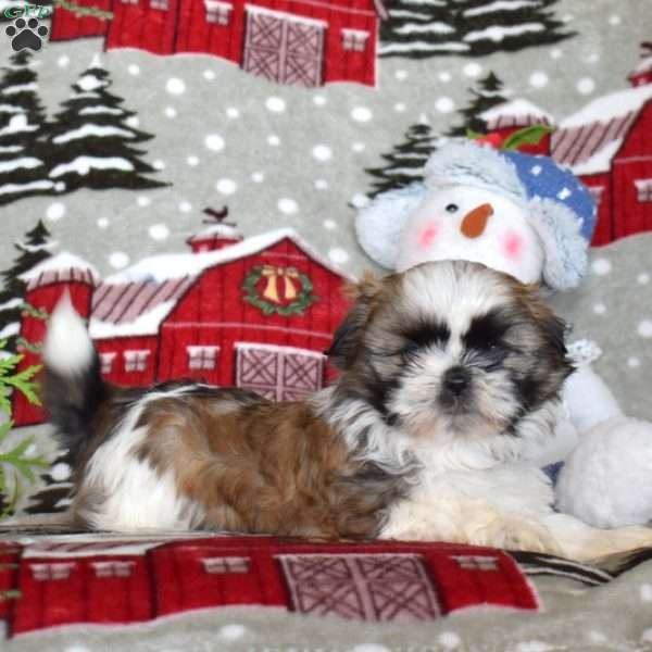 Lisa, Shih Tzu Puppy