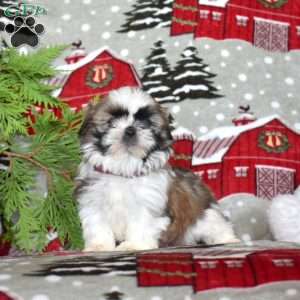 Lisa, Shih Tzu Puppy