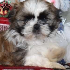 Lisa, Shih Tzu Puppy
