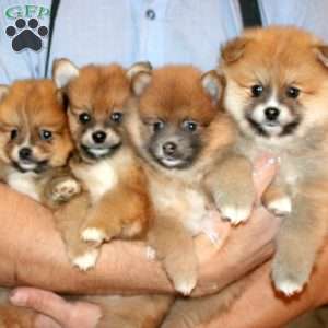 Annie, Pomeranian Puppy