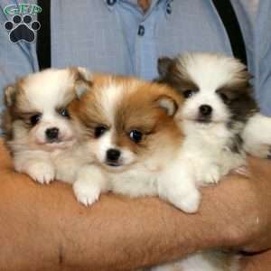 Cutie, Pomeranian Puppy