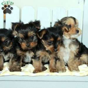 Handsome, Yorkie-Chon Puppy