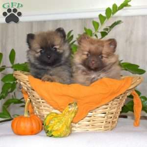 Penny, Pomeranian Puppy