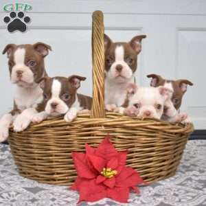 Willow, Boston Terrier Puppy