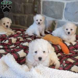 Milo, Bichon Frise Puppy