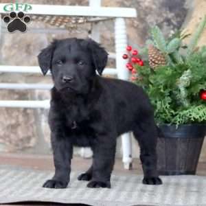 Little Ann, Golden Retriever Mix Puppy