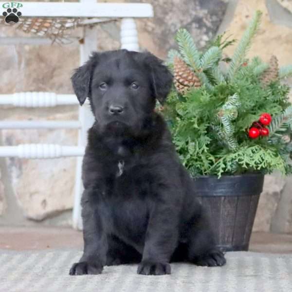 Little Ann, Golden Retriever Mix Puppy