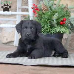 Little Ann, Golden Retriever Mix Puppy