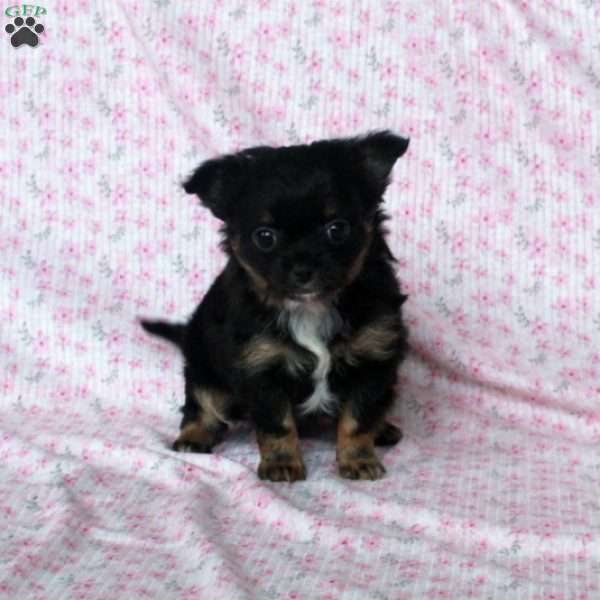 Little Chipper, Chihuahua Puppy