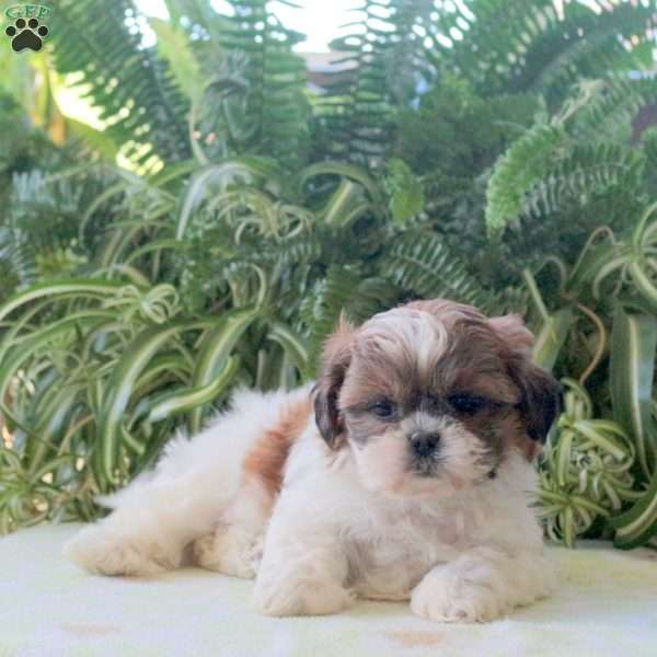 Lizzie, Teddy Bear Puppy