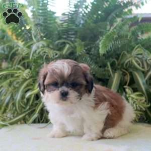 Lizzie, Teddy Bear Puppy