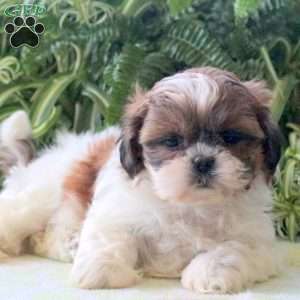 Lizzie, Teddy Bear Puppy