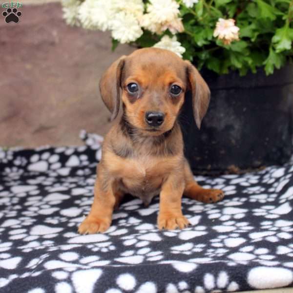 Loki, Dachshund Puppy