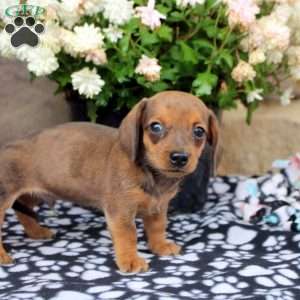 Loki, Dachshund Puppy