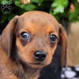 Loki, Dachshund Puppy