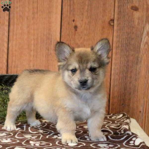 Lonny, French Bulldog Mix Puppy