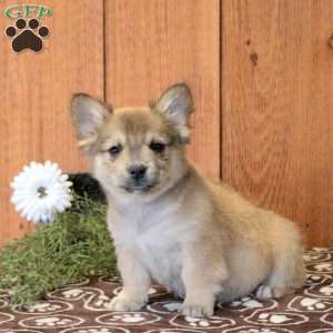 Lonny, French Bulldog Mix Puppy