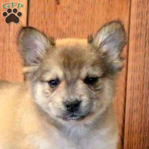 Lonny, French Bulldog Mix Puppy