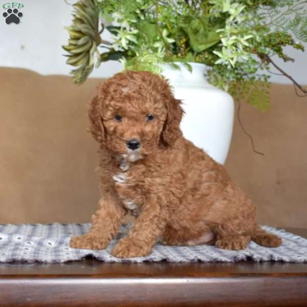 Lottery, Cavapoo Puppy