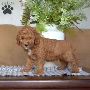 Lottery, Cavapoo Puppy