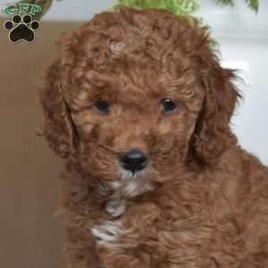 Lottery, Cavapoo Puppy