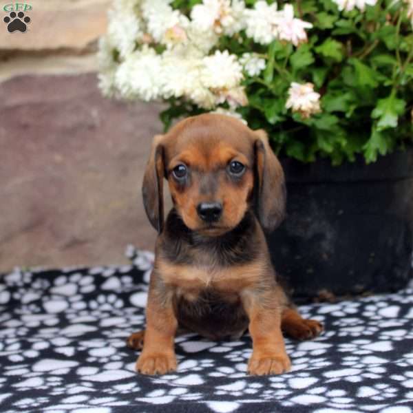 Louie, Dachshund Puppy