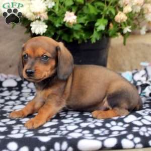 Louie, Dachshund Puppy