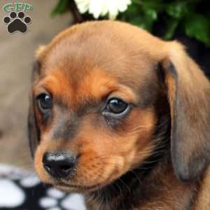 Louie, Dachshund Puppy