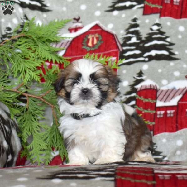 Love, Shih Tzu Puppy