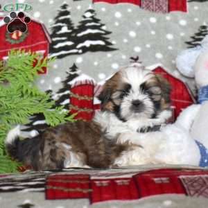 Love, Shih Tzu Puppy
