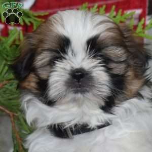 Love, Shih Tzu Puppy